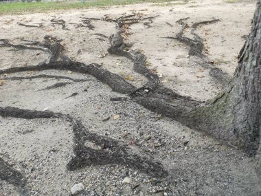 ağaç kökleri yüzey ve kumlu zemin üzerinde her yerde sürünen.