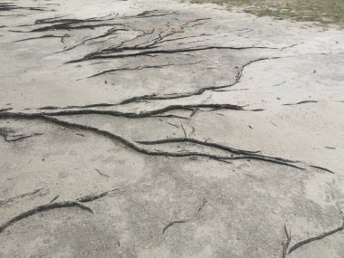 ağaç kökleri yüzey ve kumlu zemin üzerinde her yerde sürünen.