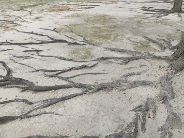 ağaç kökleri yüzey ve kumlu zemin üzerinde her yerde sürünen.