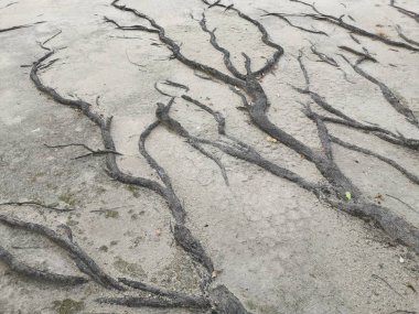 ağaç kökleri yüzey ve kumlu zemin üzerinde her yerde sürünen.