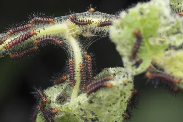 绿叶上许多小黄褐色的蝴蝶毛毛虫 — 图库照片