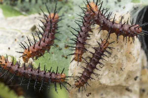 Molti Bruchi Minuscoli Farfalla Tawny Coster Sulle Foglie Verdi — Foto Stock