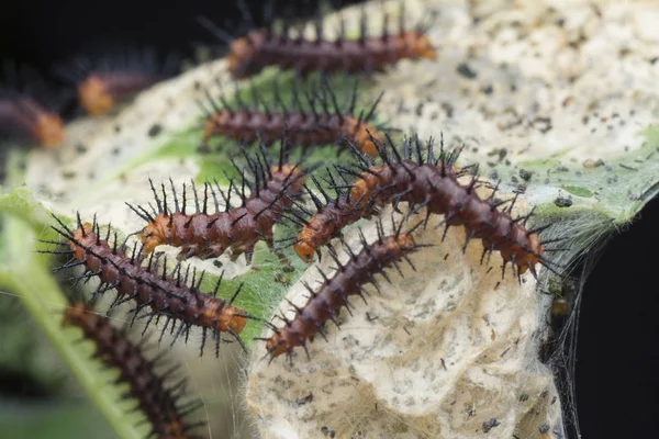 Molti Bruchi Minuscoli Farfalla Tawny Coster Sulle Foglie Verdi — Foto Stock