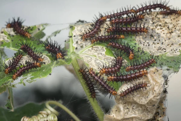 Molti Bruchi Minuscoli Farfalla Tawny Coster Sulle Foglie Verdi — Foto Stock