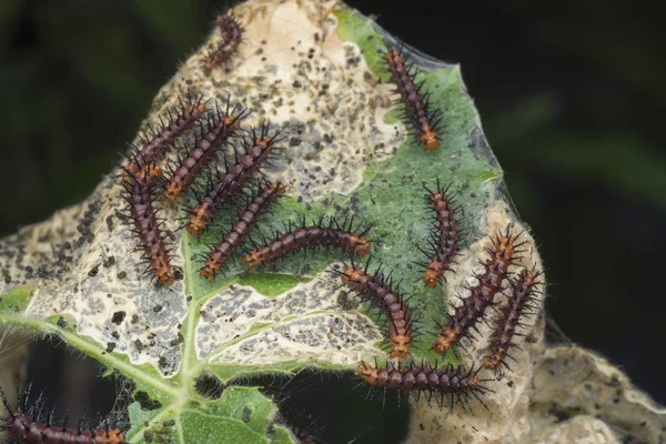 Багато Крихітних Гусениць Космічних Метеликів Зеленому Листі — стокове фото