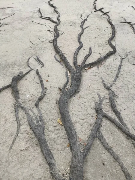 Raízes Árvores Surgindo Rastejando Todos Lugares Chão Arenoso — Fotografia de Stock