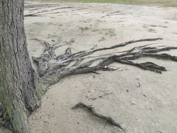 Baumwurzeln Auftauchen Und Überall Auf Dem Sandigen Boden Kriechen — Stockfoto
