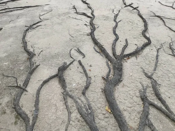 Raízes Árvores Surgindo Rastejando Todos Lugares Chão Arenoso — Fotografia de Stock