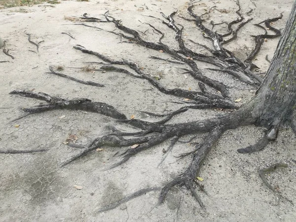 Baumwurzeln Auftauchen Und Überall Auf Dem Sandigen Boden Kriechen — Stockfoto