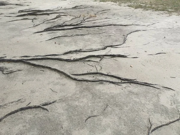 ağaç kökleri yüzey ve kumlu zemin üzerinde her yerde sürünen.