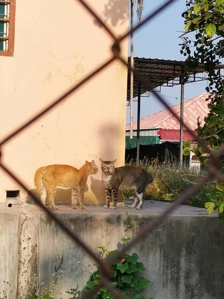 Dos Gatos Macho Pelea Por Calle — Foto de Stock