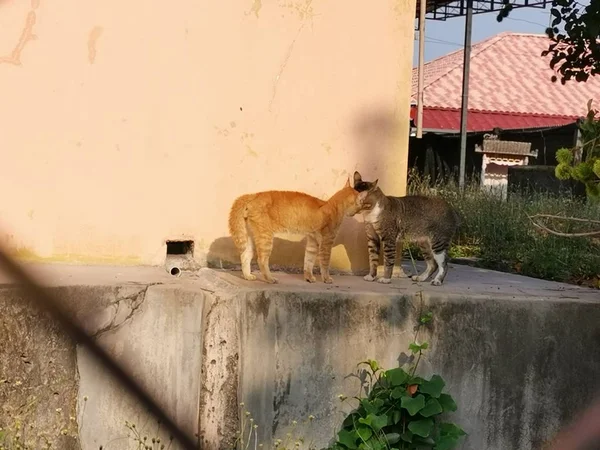 Дві Чоловічі Кішки Сваряться Вулиці — стокове фото