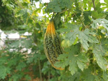 Yeşil asma kaba deri sarmaşıklar üzerinde acı gourds.