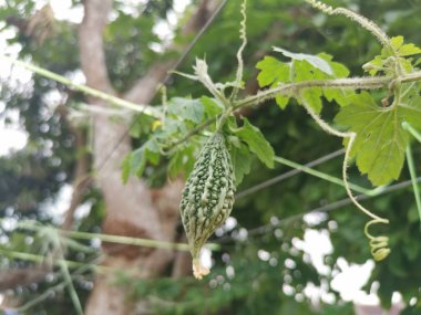 Yeşil asma kaba deri sarmaşıklar üzerinde acı gourds.