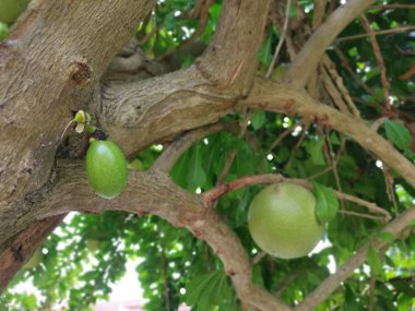 ortak crescentia cujete calabash ağaç