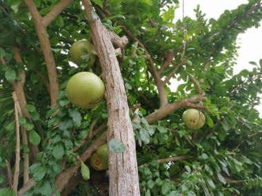 ortak crescentia cujete calabash ağaç