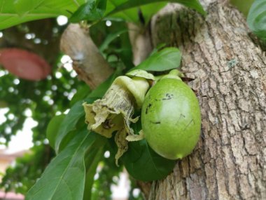 ortak crescentia cujete calabash ağaç