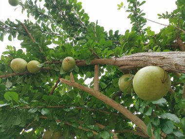 ortak crescentia cujete calabash ağaç