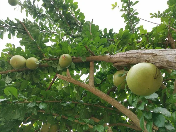 Gewone Crescentia Cujete Calabash Tree — Stockfoto