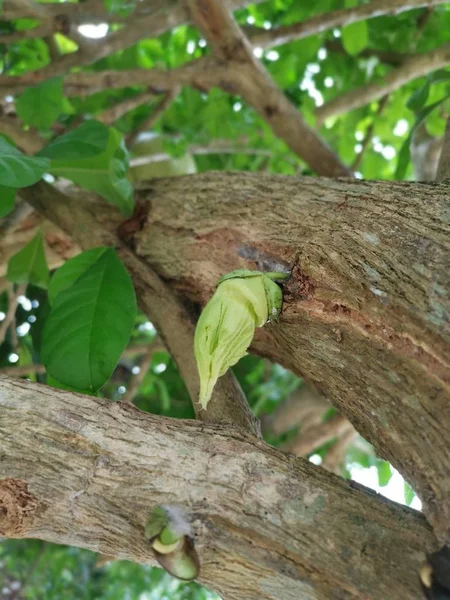 Árbol Común Calabaza Cujete Crescentia — Foto de Stock