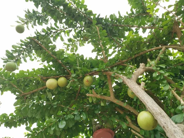 Comune Crescentia Cujete Calabash Tree — Foto Stock