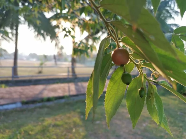 Asian muntingia calabura strawberry tree.