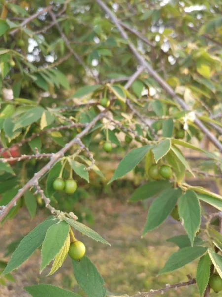 Asya Muntingia Calabura Çilek Ağacı — Stok fotoğraf