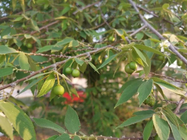 Asiático Muntingia Calabura Morango Árvore — Fotografia de Stock