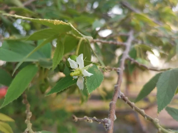 Asian muntingia calabura strawberry tree.