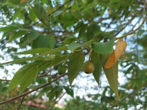 Asiático Muntingia Calabura Morango Árvore — Fotografia de Stock