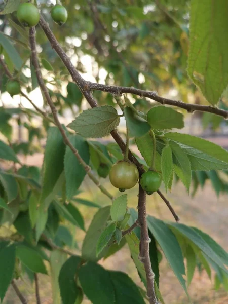 Asiatico Muntingia Calabura Corbezzolo — Foto Stock