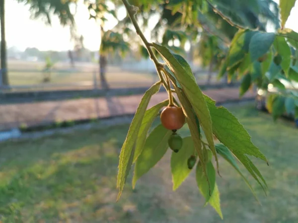 Asiático Muntingia Calabura Morango Árvore — Fotografia de Stock