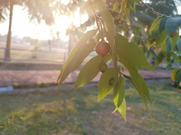 Asiático Muntingia Calabura Morango Árvore — Fotografia de Stock