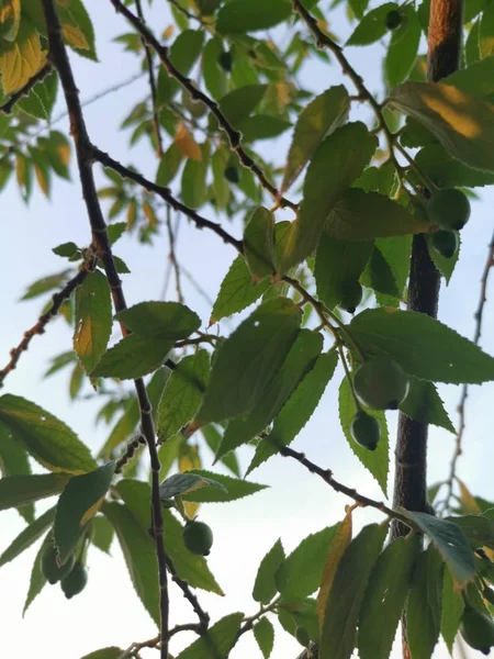 Asiatiska Muntingia Calabura Strawberry Tree — Stockfoto