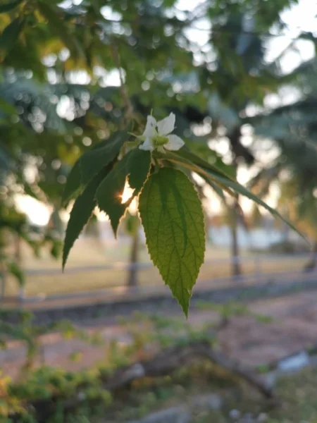 Asian muntingia calabura strawberry tree.