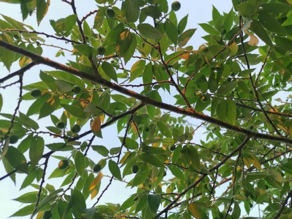 Asiatiska Muntingia Calabura Strawberry Tree — Stockfoto