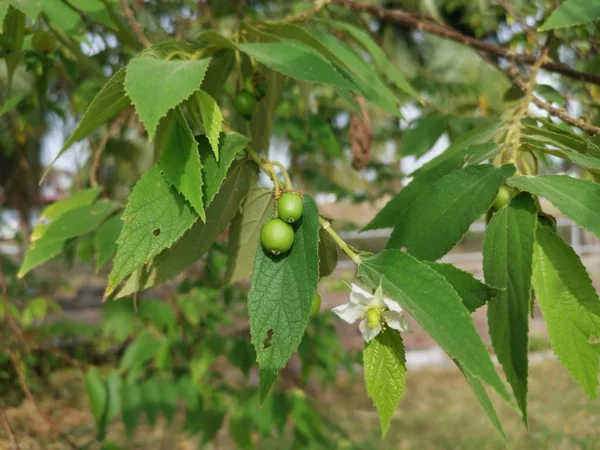 Asian Muntingia Calabura Strawberry Tree — Stock Photo, Image