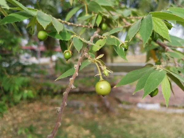 Asiático Muntingia Calabura Morango Árvore — Fotografia de Stock