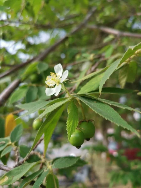 Asian Muntingia Calabura Strawberry Tree — Stock Photo, Image