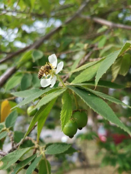 Asian Muntingia Calabura Strawberry Tree — Stock Photo, Image