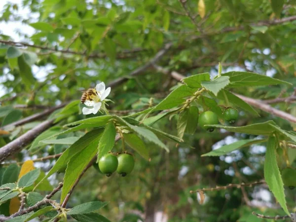 Muntingia Asiática Calabura Fresa —  Fotos de Stock