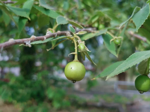 Asian Muntingia Calabura Strawberry Tree — Stock Photo, Image