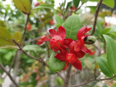 Güzel süs ochna serrulata bitki  