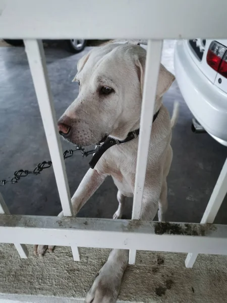 Evin Verandada Köpek Izlemek — Stok fotoğraf