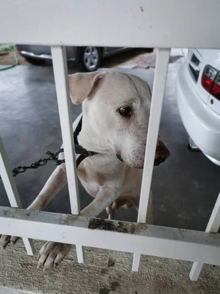 Perro Guardián Porche Casa — Foto de Stock