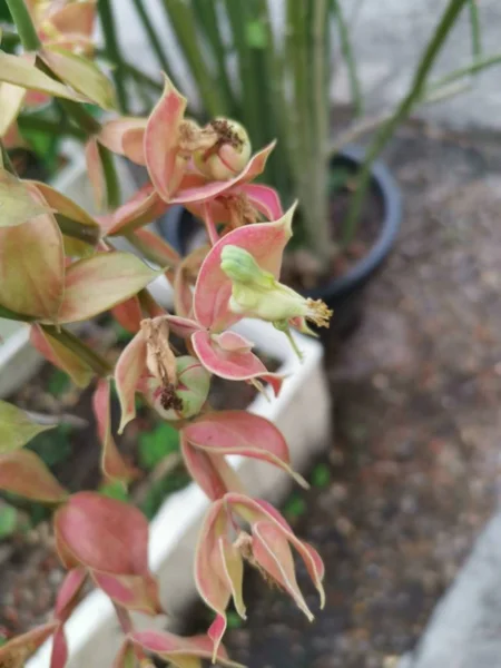 Piękne Małe Euphorbia Tithymaloides Houseplant — Zdjęcie stockowe