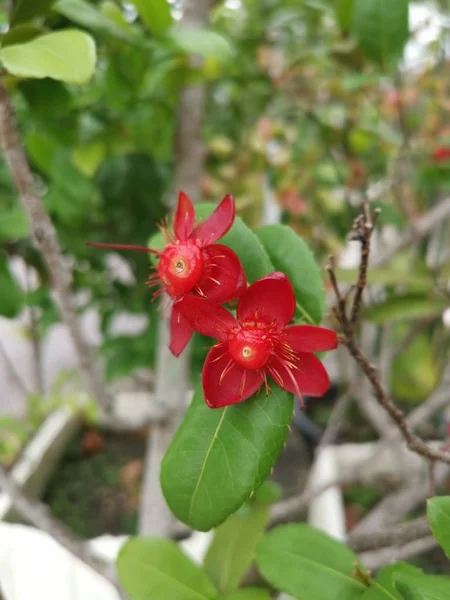 Vackra Prydnadsväxter Ochna Serrulata Växt — Stockfoto