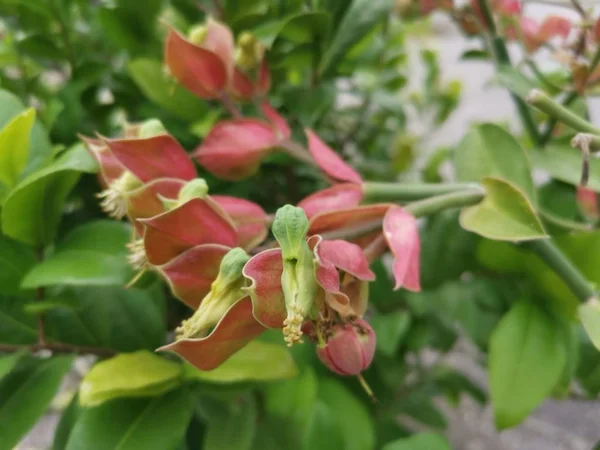Vackra Små Euphorbia Crassula Krukväxt — Stockfoto