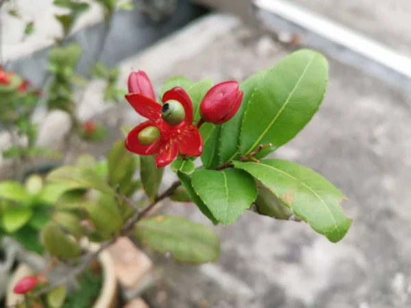 Vackra Prydnadsväxter Ochna Serrulata Växt — Stockfoto