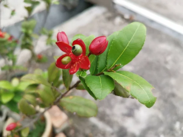 Schöne Dekorative Ochna Serrulata Pflanze — Stockfoto